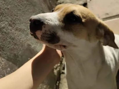 Cachorro raça SRD-ViraLata idade 1 ano nome Reaily