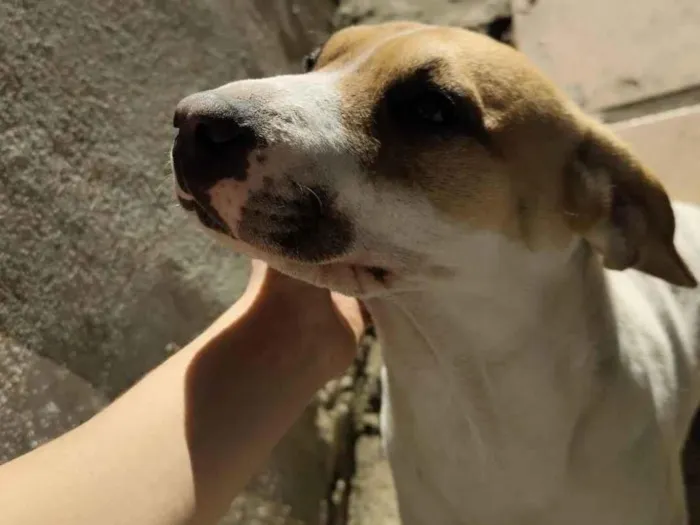 Cachorro raça SRD-ViraLata idade 1 ano nome Reaily