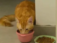 Gato raça SRD-ViraLata idade 1 ano nome Gato laranjinha 