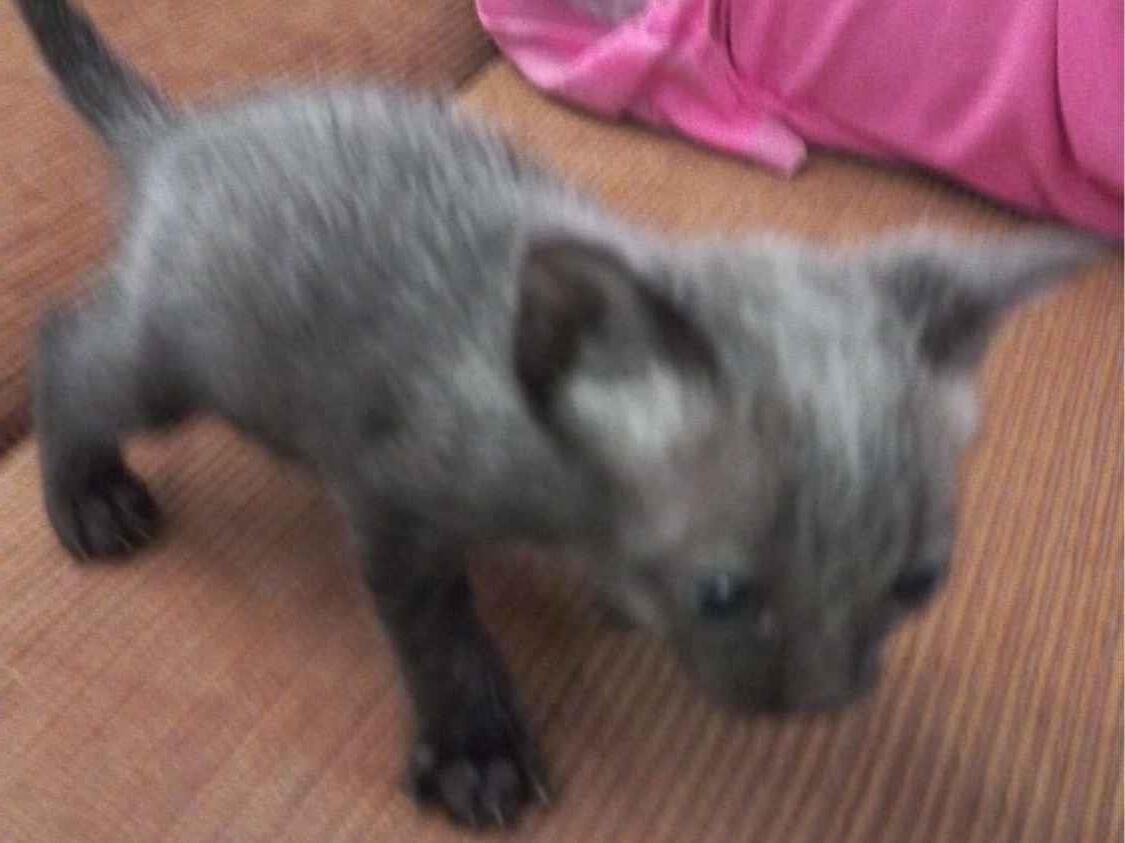 Gato raça SRD-ViraLata idade Abaixo de 2 meses nome Não tem nome 