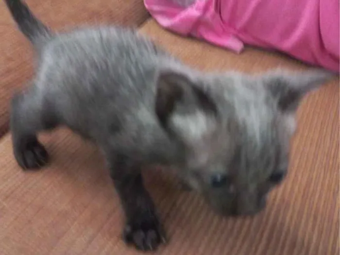 Gato raça SRD-ViraLata idade Abaixo de 2 meses nome Não tem nome 