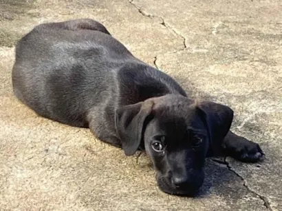 Cachorro raça Fila idade Abaixo de 2 meses nome Pandora