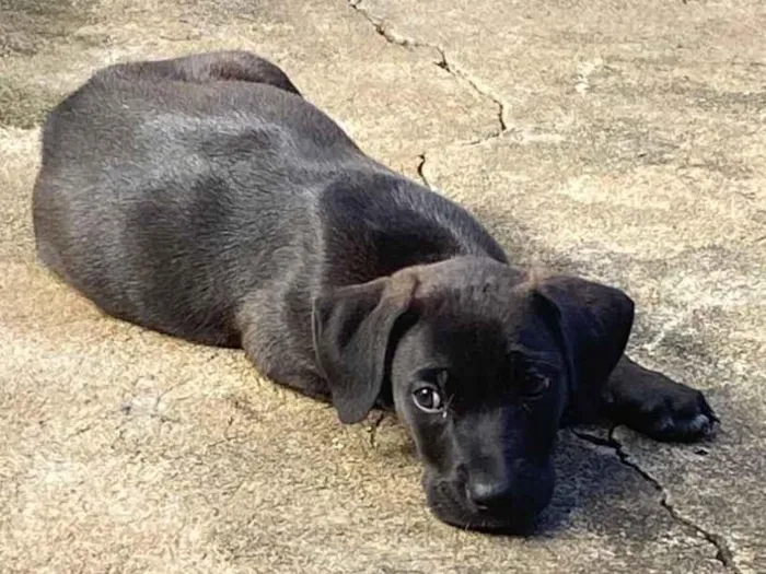 Cachorro raça Fila idade Abaixo de 2 meses nome Pandora