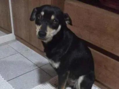 Cachorro raça SRD-ViraLata idade 5 anos nome Chitara 