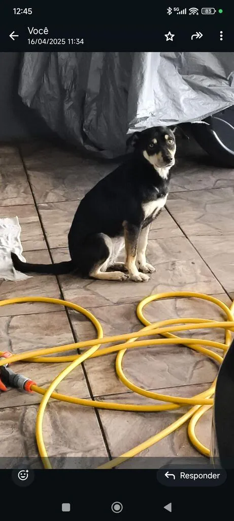 Cachorro raça SRD-ViraLata idade 5 anos nome Chitara 