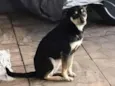 Cachorro raça SRD-ViraLata idade 5 anos nome Chitara 