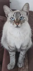 Gato raça SRD-ViraLata idade 2 anos nome Calunga
