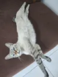 Gato raça SRD-ViraLata idade 2 anos nome Calunga