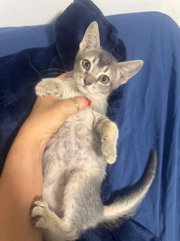 ANDRESSA CHERUTTI DE SOUZA