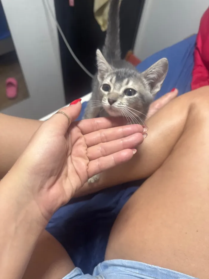 Gato raça SRD-ViraLata idade Abaixo de 2 meses nome ANDRESSA CHERUTTI DE SOUZA