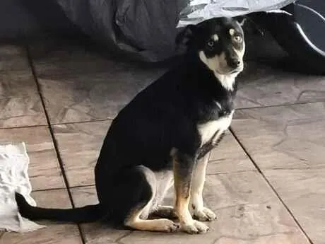 Cachorro raça SRD-ViraLata idade 5 anos nome Chitara 