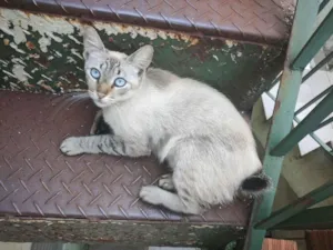 Gato raça SRD-ViraLata idade 2 anos nome Calunga