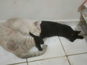 Gato raça SRD-ViraLata idade Abaixo de 2 meses nome Apollo 