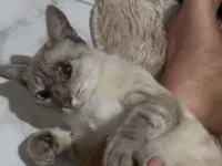 Gato raça SRD-ViraLata idade 1 ano nome Gatinha
