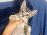 Gato raça SRD-ViraLata idade Abaixo de 2 meses nome ANDRESSA CHERUTTI DE SOUZA
