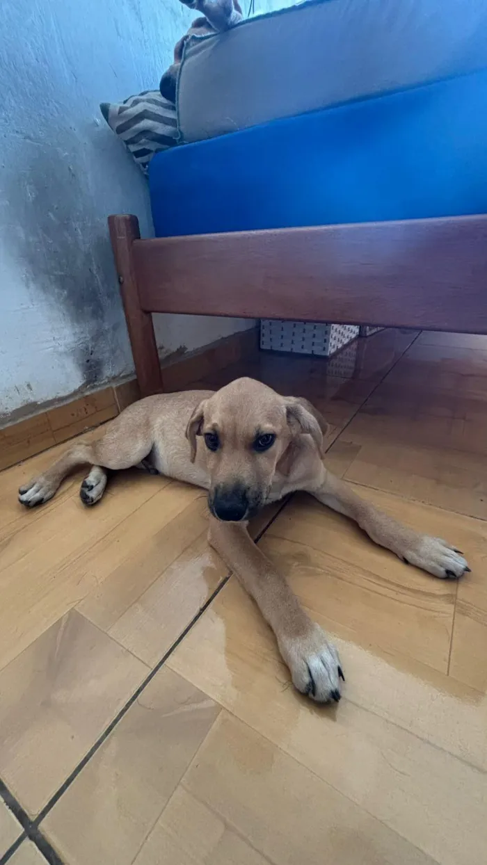 Cachorro raça SRD-ViraLata idade 2 a 6 meses nome Caramelo 