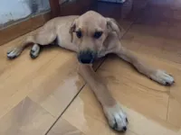 Cachorro raça SRD-ViraLata idade 2 a 6 meses nome Caramelo 