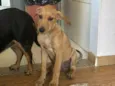 Cachorro raça SRD-ViraLata idade 2 a 6 meses nome Caramelo 