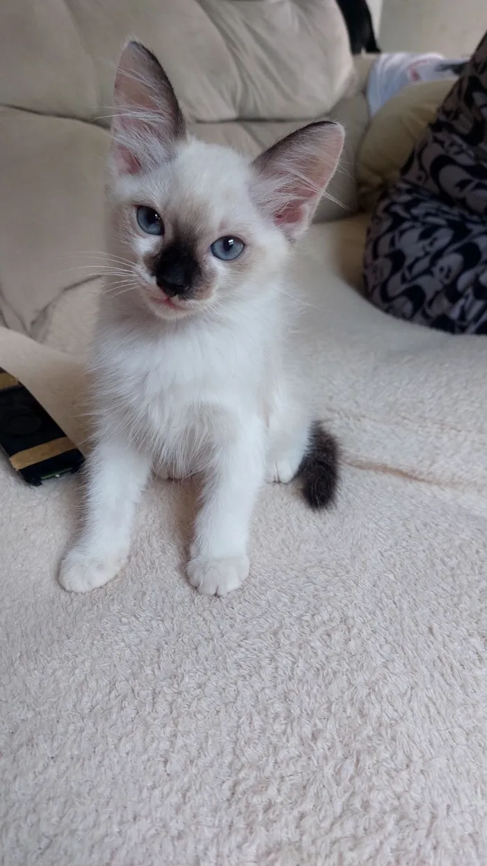 Gato raça SRD-ViraLata idade 2 a 6 meses nome Mag