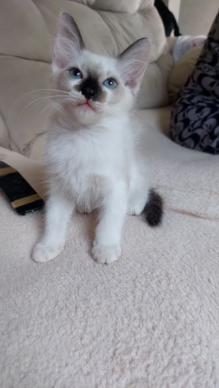 Gato raça SRD-ViraLata idade 2 a 6 meses nome Mag