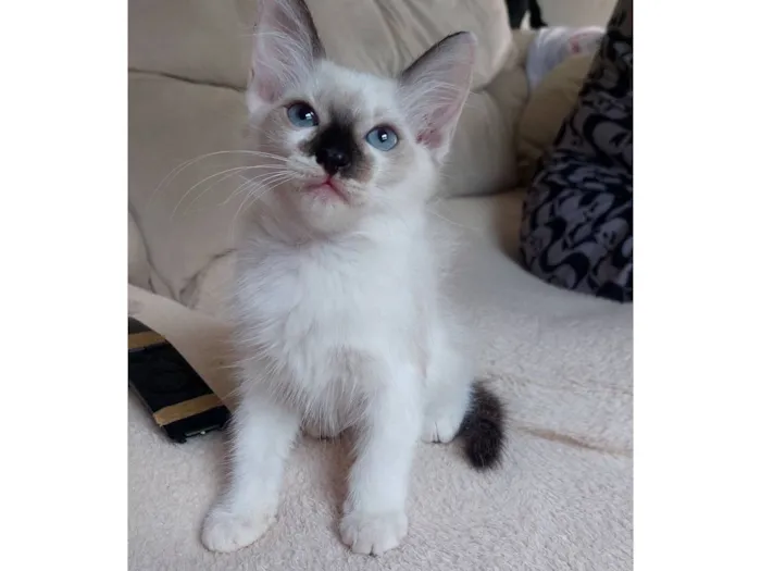 Gato raça SRD-ViraLata idade 2 a 6 meses nome Mag