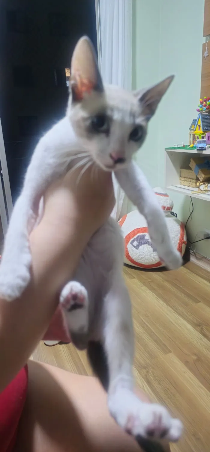 Gato raça SRD-ViraLata idade 2 a 6 meses nome Rum