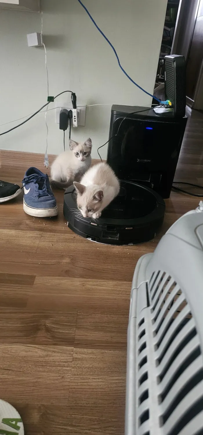 Gato raça SRD-ViraLata idade 2 a 6 meses nome Rum