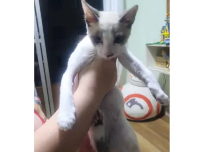 Gato raça SRD-ViraLata idade 2 a 6 meses nome Rum