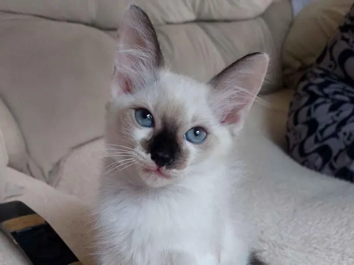 Gato raça SRD-ViraLata idade 2 a 6 meses nome Mag