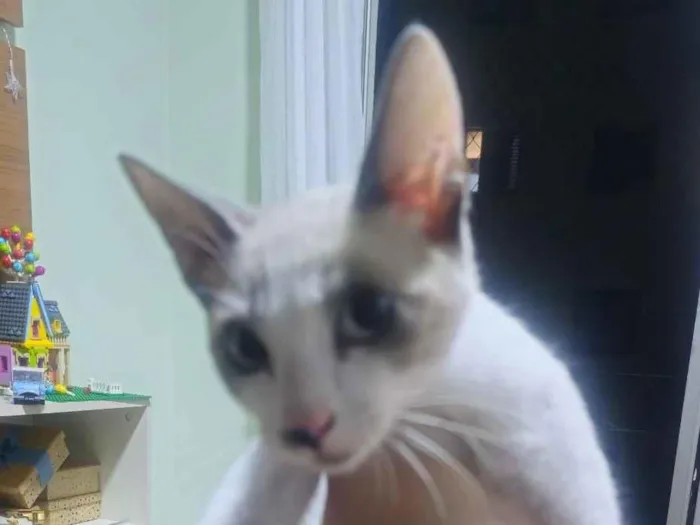 Gato raça SRD-ViraLata idade 2 a 6 meses nome Rum