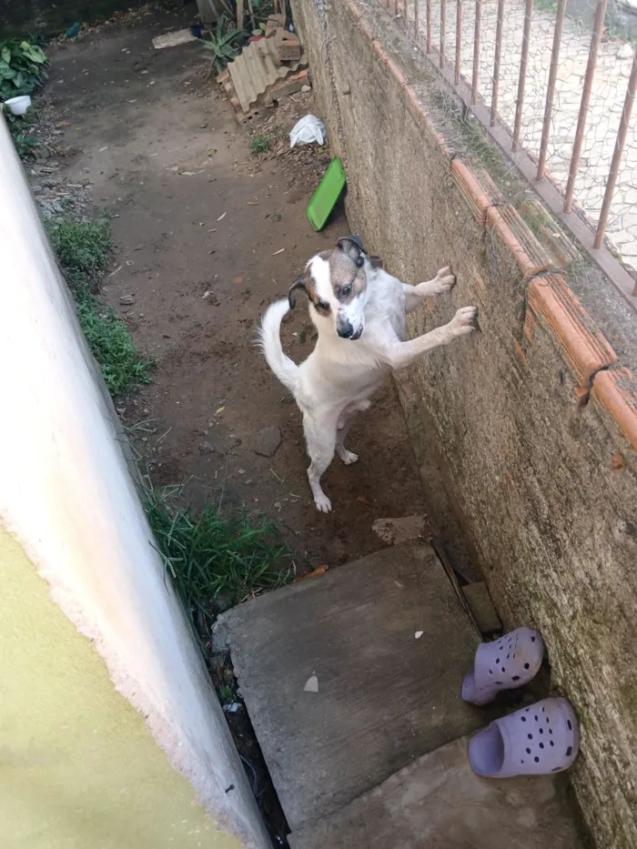 Cachorro raça SRD-ViraLata idade 4 anos nome Bidu