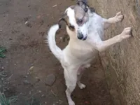 Cachorro raça SRD-ViraLata idade 4 anos nome Bidu
