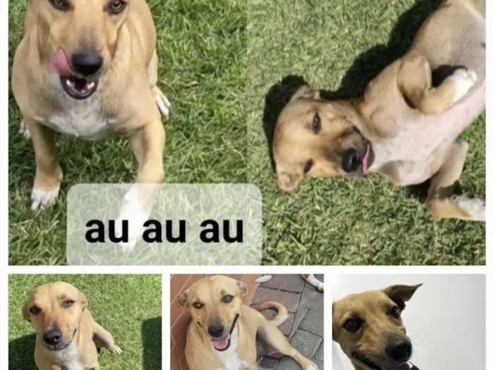 Cachorro raça SRD-ViraLata idade 2 anos nome Mel e Melissa 