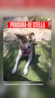 Cachorro raça SRD-ViraLata idade 6 ou mais anos nome Estella