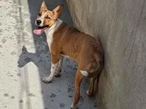 Cachorro raça SRD-ViraLata idade 1 ano nome MEL