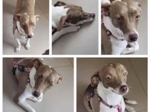 Cachorro raça SRD-ViraLata idade 2 anos nome Mel e Melissa 