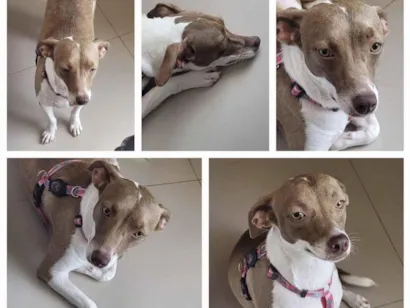 Cachorro raça SRD-ViraLata idade 2 anos nome Mel e Melissa 