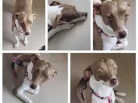 Cachorro raça SRD-ViraLata idade 2 anos nome Mel e Melissa 