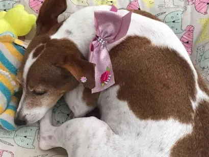 Cachorro raça SRD-ViraLata idade 6 ou mais anos nome Estella