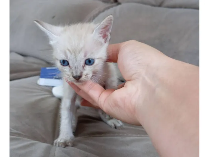 Gato raça SRD-ViraLata idade Abaixo de 2 meses nome Nino