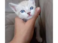Gato raça SRD-ViraLata idade Abaixo de 2 meses nome Tito