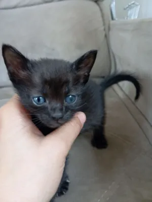 Gato raça SRD-ViraLata idade Abaixo de 2 meses nome Luci