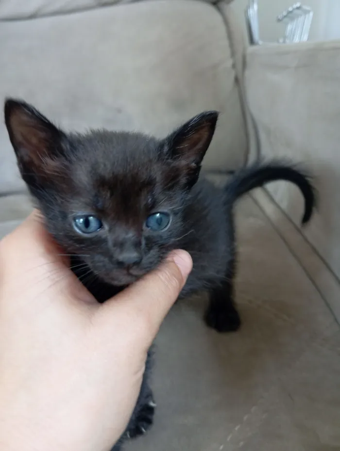 Gato raça SRD-ViraLata idade Abaixo de 2 meses nome Luci