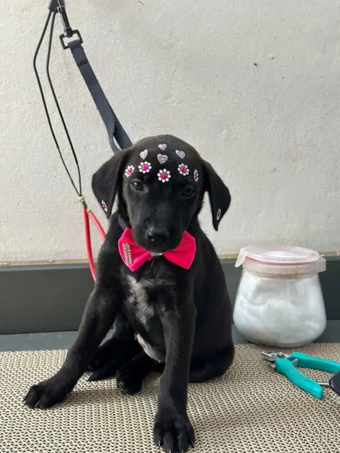 Cachorro raça SRD-ViraLata idade 2 a 6 meses nome Pretinha