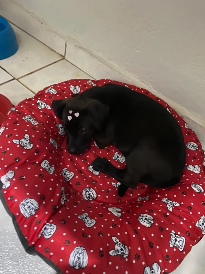 Cachorro raça SRD-ViraLata idade 2 a 6 meses nome Pretinha
