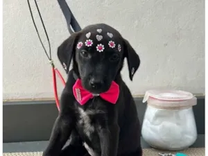 Cachorro raça SRD-ViraLata idade 2 a 6 meses nome Pretinha