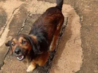 Cachorro raça SRD-ViraLata idade 2 anos nome Spike 