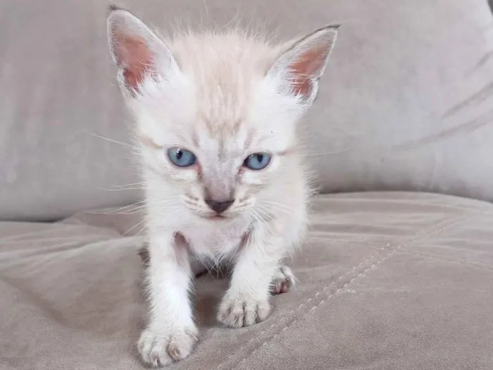 Gato raça SRD-ViraLata idade Abaixo de 2 meses nome Chico