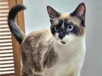 Gato raça Siamês idade 7 a 11 meses nome Princesa