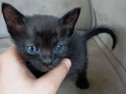 Gato raça SRD-ViraLata idade Abaixo de 2 meses nome Luci